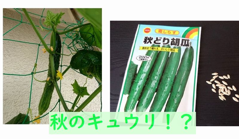 秋でもできる キュウリの育てかた 種蒔き 植えかえなどの家庭菜園 リングフィットアドベンチャーで体力をつけて健康に