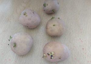 ジャガイモの種芋